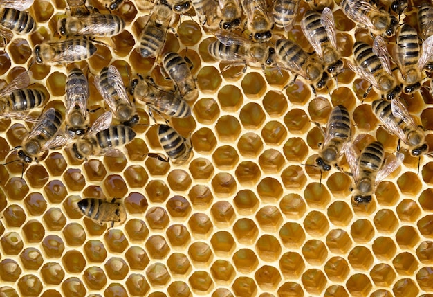 Vista ravvicinata delle api lavoratrici su honeycells