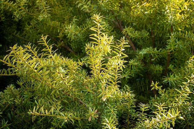 Vista ravvicinata delle foglie dell'albero di Podocarpus Totara