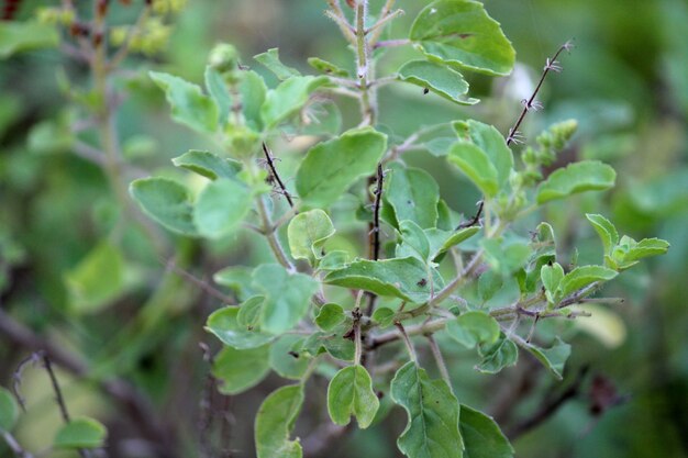 Vista ravvicinata delle foglie di tulsi.