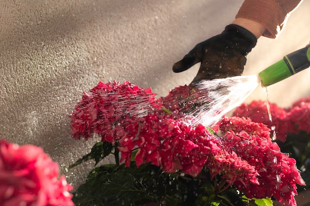 Vista ravvicinata delle mani del giardiniere che innaffiano i fiori con un tubo in estate Acqua corrente