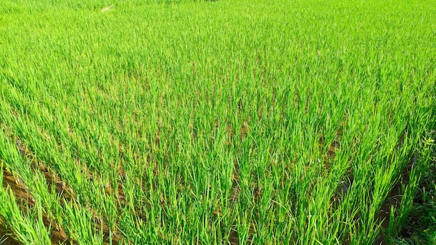 Vista ravvicinata delle piante di riso super verde e fresco nei campi di riso indonesiani