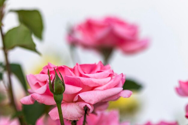 Vista ravvicinata delle rose rosa sul giardino