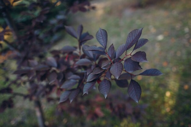 Vista ravvicinata di foglie di prugna prunus cistena foglia viola.