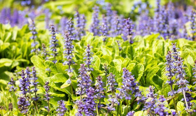 Vista ravvicinata di foglie e fiori verdi colorati in giardino