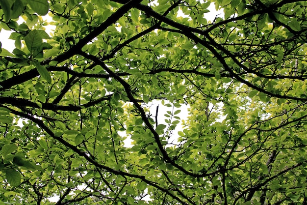 Vista ravvicinata di foglie lussureggianti e verde brillante con rami scuri su un albero.