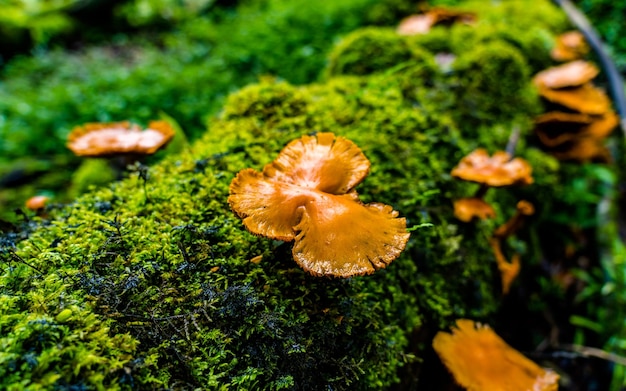 Vista ravvicinata di funghi colorati selvatici durante la stagione dei monsoni nella foresta in Nepal.