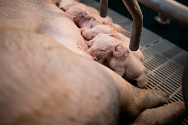 Vista ravvicinata di suini appena nati affamati che succhiano il capezzolo della madre nel porcile.