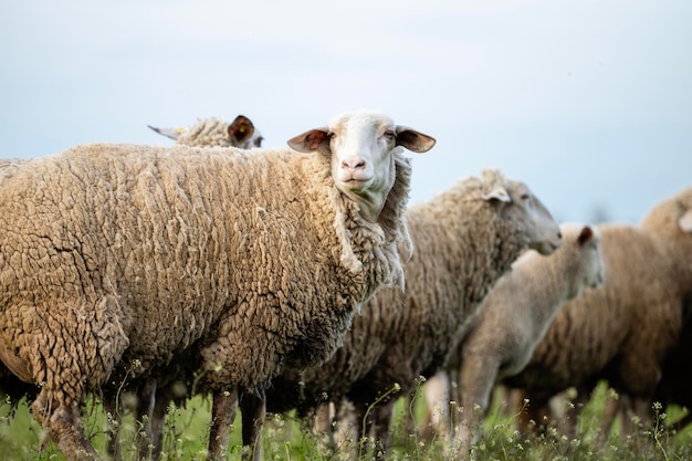 Vista ravvicinata di un agnello in piedi alla fattoria