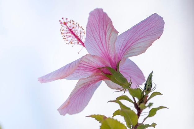 Vista ravvicinata di un bellissimo fiore di ibisco rosa.