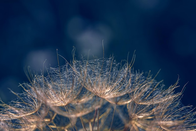 Vista ravvicinata di un comune tarassaco Taraxacum officinale