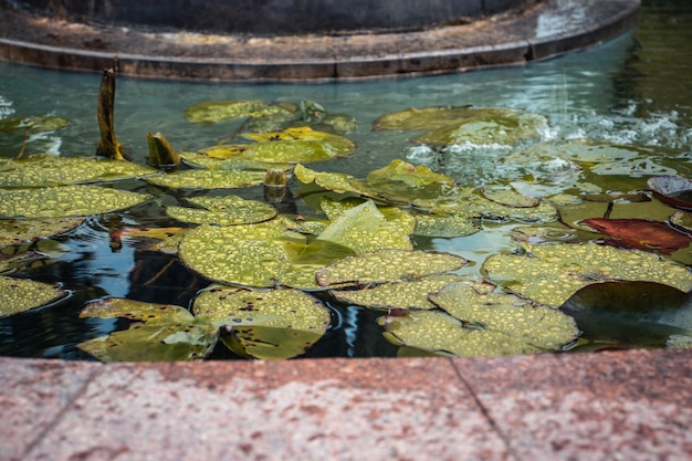 Vista ravvicinata di un laghetto da giardino pieno di piante acquatiche Giglio d'acqua