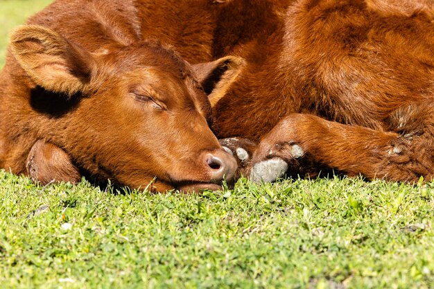 Vista ravvicinata di una giovane mucca che dorme nella fattoria