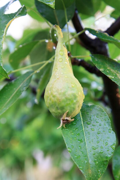 Vista ravvicinata di una pera verde acerba con gocce d'acqua sull'albero in giardino in una giornata estiva