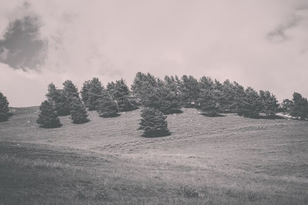 Vista ravvicinata scene di foresta e montagne nel parco nazionale Dombai, Caucaso, Russia, Europa. Paesaggio estivo, tempo soleggiato, cielo azzurro drammatico e giornata di sole