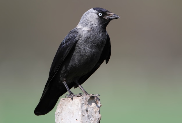 Vista ravvicinata sulla cornacchia occidentale (Corvus monedula),