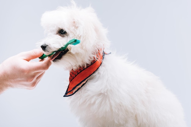 Vista ritagliata dell'uomo che dà spazzolino da denti al cane havanese in fazzoletto da collo isolato su grigio