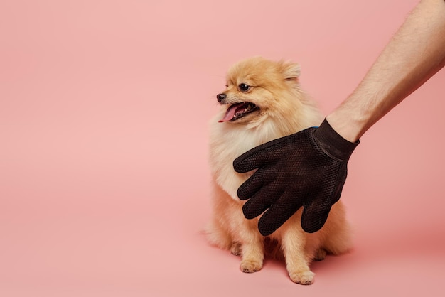 Vista ritagliata dell'uomo che pettina il simpatico cane spitz con guanto di gomma per toelettatura su rosa