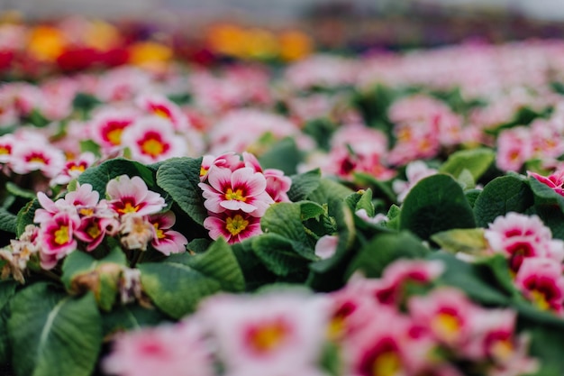 Vista ritagliata della donna che sceglie fiori rosa nel centro del giardino