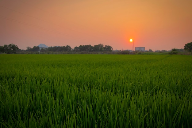 Vista rurale della risaia con il sole del mattino e la pagaia del canale Bellezza naturale a Ayutthaya.