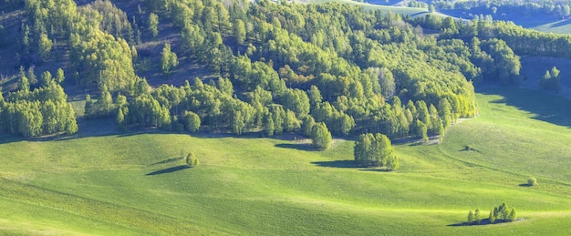 Vista rurale di primavera, campi verdi e foreste