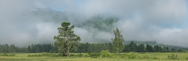 Vista rurale panoramica nebbia mattutina estate verde