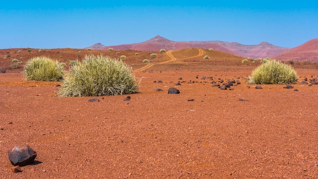 Vista scenica dell'area di concessione di Palmwag con i milkbushes in Namibia in Africa.