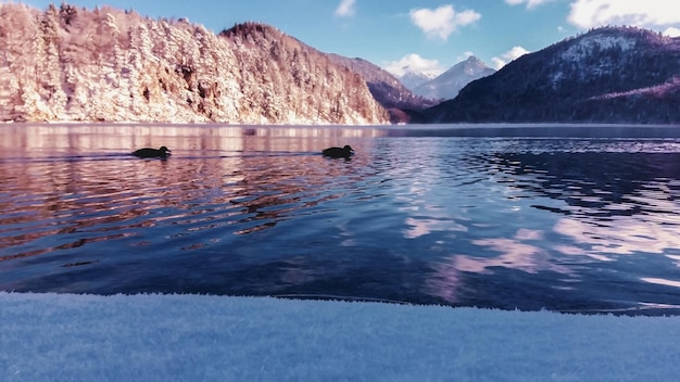 Vista serale del lago di montagna d'inverno Alpsee Germania