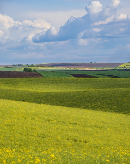 Vista serale primaverile con campi fioriti gialli di colza alla luce del sole con ombre nuvolose Clima stagionale buono clima eco agricoltura concetto di bellezza della campagna