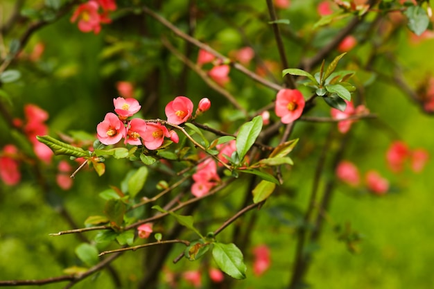 Vista sfocata e messa a fuoco selettiva dei fiori rosa cespuglio fioriti su tutta la vegetazione dei cespugli verdi e sullo sfondo della carta da parati della natura nature