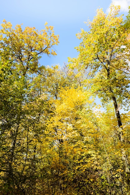 Vista soleggiata dal basso agli alberi colorati nella stagione autunnale