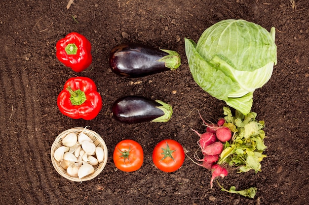 Vista sopraelevata delle verdure su sporcizia al giardino della comunità