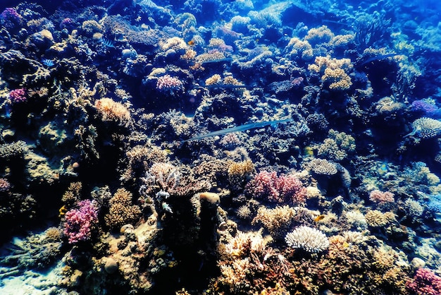 Vista sottomarina della barriera corallina Acque tropicali Vita marina
