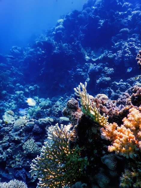 Vista sottomarina della barriera corallina Acque tropicali Vita marina