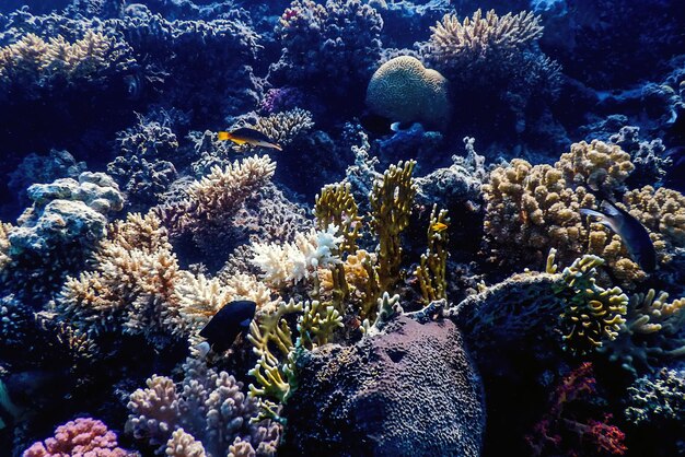 Vista sottomarina della barriera corallina Acque tropicali Vita marina