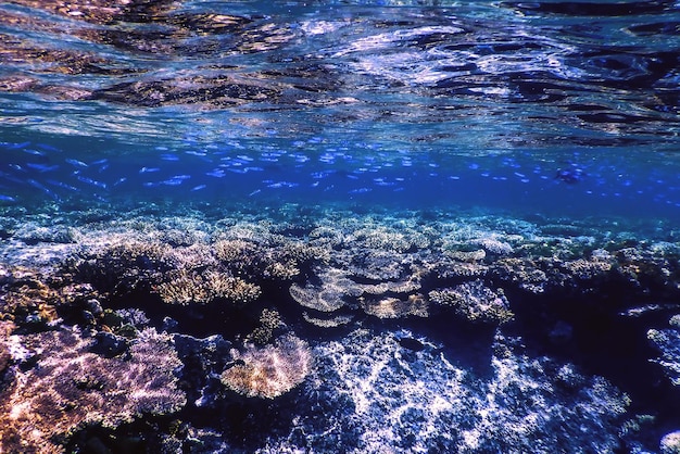 Vista sottomarina della barriera corallina Acque tropicali