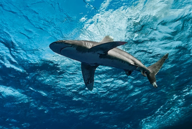 Vista sottomarina di uno squalo oceanico a punta bianca Carcharhinus longimanus con superficie d'acqua blu sopra