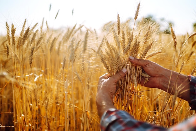 Vista straordinaria con l'uomo con le spalle allo spettatore in un campo di grano toccato dalla mano delle punte