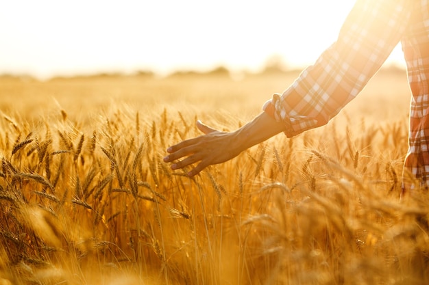 Vista straordinaria con l'uomo con le spalle allo spettatore in un campo di grano toccato dalla mano delle punte