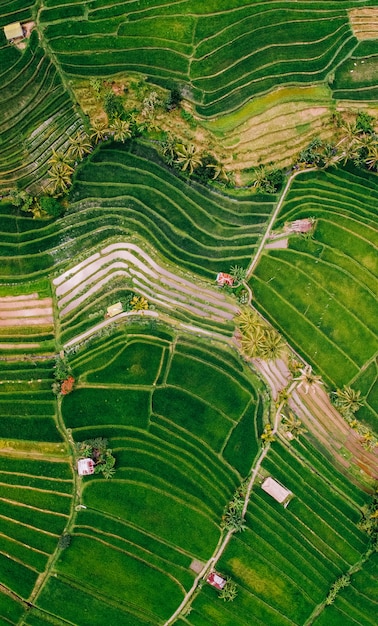 Vista stupefacente delle risaie dell'isola di Bali, Indonesia. Terrazze di riso verde a Ubud. Jatiluwih nel centro dell'isola di Bali.