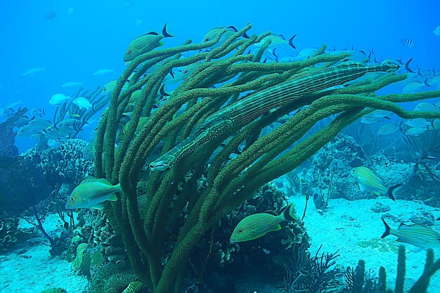 vista subacquea del flauto di pesce, paesaggio della barriera corallina subacquea del mare tropicale