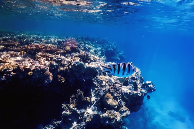 Vista subacquea della barriera corallina, Acque tropicali, Vita marina