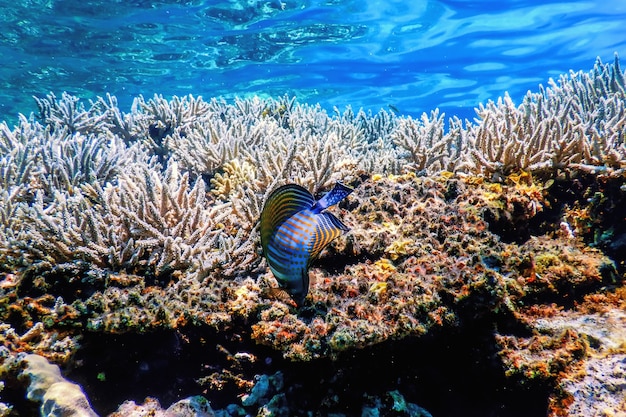 Vista subacquea della barriera corallina, Acque tropicali, Vita marina