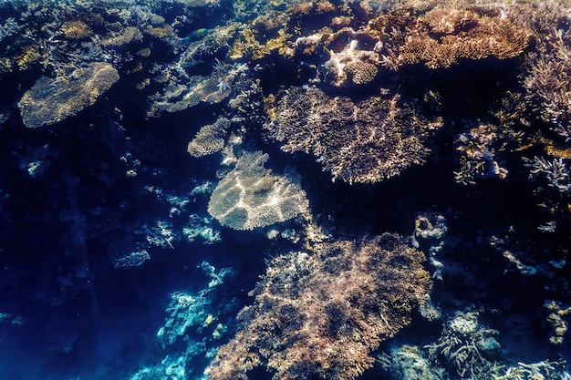 Vista subacquea della barriera corallina, Acque tropicali, Vita marina