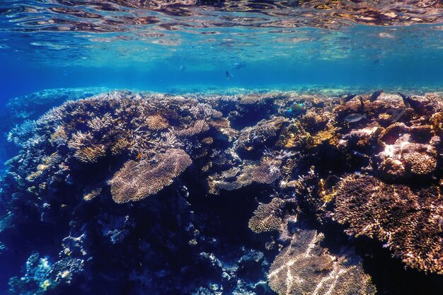 Vista subacquea della barriera corallina, Acque tropicali, Vita marina