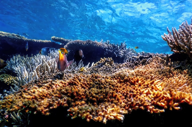 Vista subacquea della barriera corallina, Acque tropicali, Vita marina