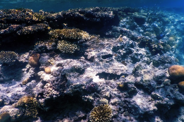 Vista subacquea della barriera corallina, Acque tropicali, Vita marina