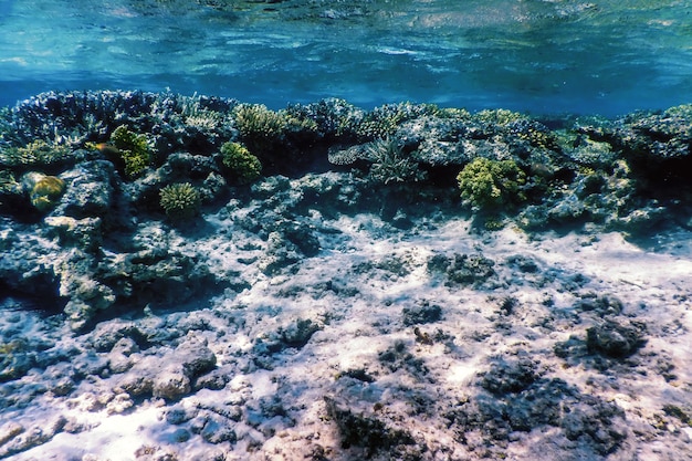 Vista subacquea della barriera corallina, Acque tropicali, Vita marina