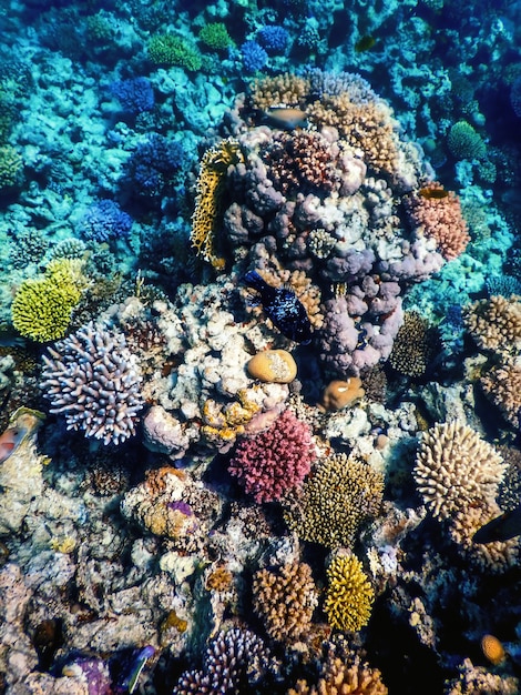 Vista subacquea della barriera corallina, Acque tropicali, Vita marina