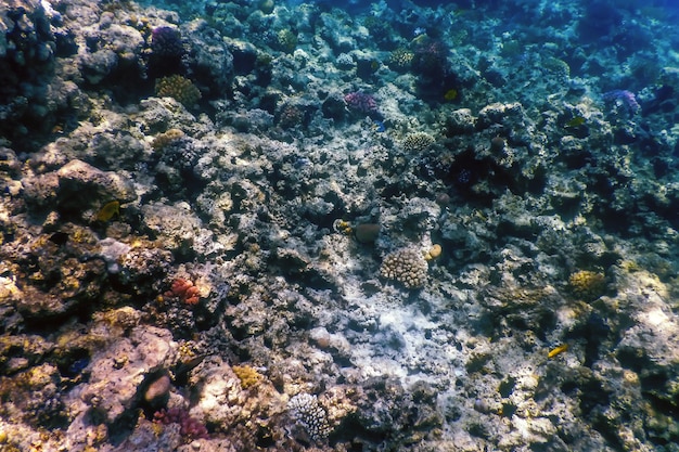 Vista subacquea della barriera corallina, Acque tropicali, Vita marina