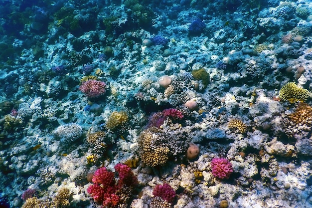 Vista subacquea della barriera corallina, Acque tropicali, Vita marina